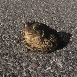 Meet your Posher, Adele maude